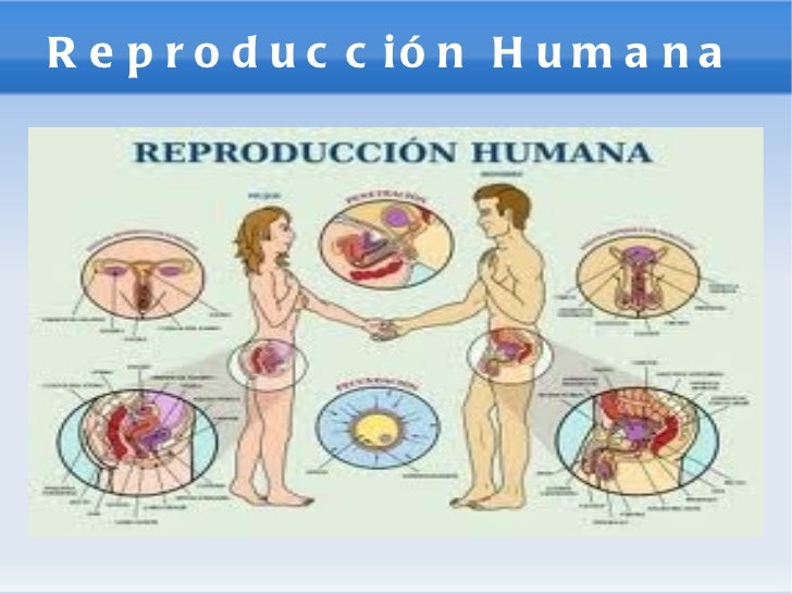 Presentación de la reproducción humana