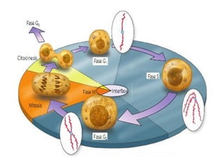 Interfase:
Fase G-1
La célula inicia su crecimiento, aumentan los organelos y
se produce la síntesis de ARN, proteínas, en...