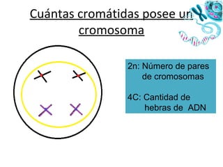 • Centrosoma: Consiste en dos centríolos
apareados , que por división originarán el huso
mitótico.
• Placa celular: Placa ...