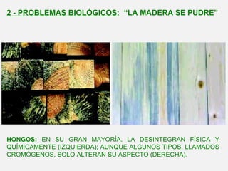 HONGOS: EN SU GRAN MAYORÍA, LA DESINTEGRAN FÍSICA Y
QUÍMICAMENTE (IZQUIERDA); AUNQUE ALGUNOS TIPOS, LLAMADOS
CROMÓGENOS, SOLO ALTERAN SU ASPECTO (DERECHA).
2 - PROBLEMAS BIOLÓGICOS: “LA MADERA SE PUDRE”
 