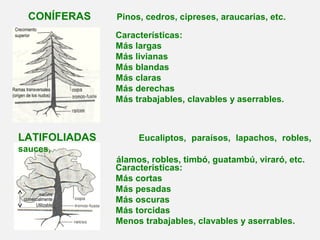 CONÍFERAS Pinos, cedros, cipreses, araucarias, etc.
LATIFOLIADAS Eucaliptos, paraísos, lapachos, robles,
sauces,
álamos, robles, timbó, guatambú, viraró, etc.
Ramas transversales
(origen de los nudos)
Crecimiento
superior
madera
comercialmente
Utilizable
Características:
Más largas
Más livianas
Más blandas
Más claras
Más derechas
Más trabajables, clavables y aserrables.
Características:
Más cortas
Más pesadas
Más oscuras
Más torcidas
Menos trabajables, clavables y aserrables.
 