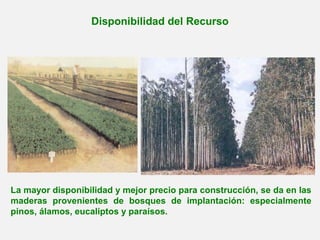 Disponibilidad del Recurso
La mayor disponibilidad y mejor precio para construcción, se da en las
maderas provenientes de bosques de implantación: especialmente
pinos, álamos, eucaliptos y paraísos.
 