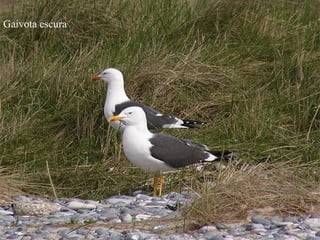 Gaivota escura
 