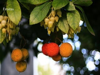 Froitas
 
