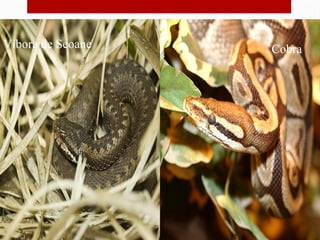 Víbora de Seoane   Cobra
 