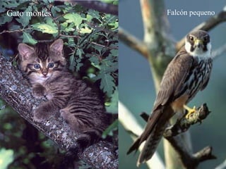 Gato montés   Falcón pequeno
 