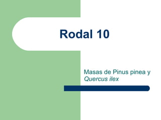 Rodal 10 Masas de Pinus pinea y  Quercus ilex 