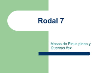 Rodal 7 Masas de Pinus pinea y  Quercus ilex   