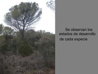 Se observan los estados de desarrollo de cada especie