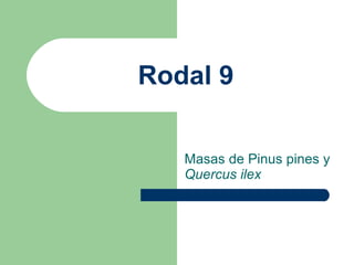 Rodal 9 Masas de Pinus pines y  Quercus ilex 