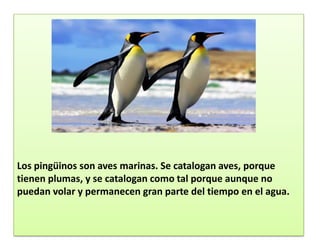Los pingüinos son aves marinas. Se catalogan aves, porque
tienen plumas, y se catalogan como tal porque aunque no
puedan volar y permanecen gran parte del tiempo en el agua.
 