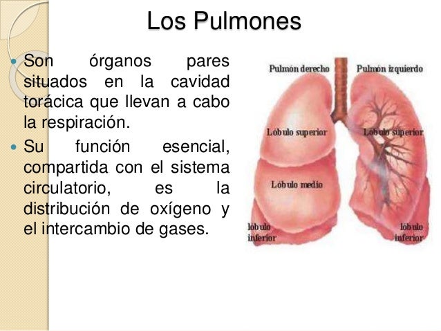 El sistema Respiratorio