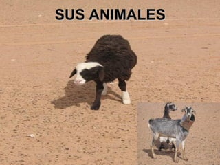 SUS ANIMALES
 