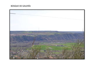 BOSQUE DE GALERÍA
 