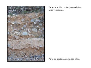 Parte de arriba contacto con el aire
(piso vegetación)
Parte de abajo contacto con el río
 