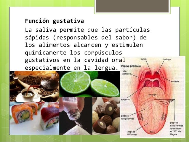 SALIVA, COMPOSICIÓN, FUNCIONES, PATOLOGÍA E IMPORTANCIA CLÍNICA