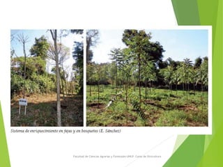 Clima Selva Misionera
 El ecosistema de la Selva Paranaense conforma la selva subtropical húmeda que cubre la
cuencas alt...