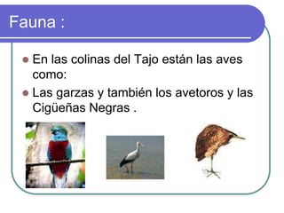 Fauna :En las colinas del Tajo están las aves como:Las garzas y también los avetoros y las Cigüeñas Negras .