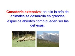 Ganadería extensiva : en ella la cría de animales se desarrolla en grandes espacios abiertos como pueden ser las dehesas. 