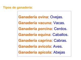 Ganadería ovina : Ovejas. Ganadería vacuna : Vacas. Ganadería porcina : Cerdos. Ganadería equina : Caballos. Ganadería caprina : Cabras. Ganadería avícola : Aves. Ganadería apícola : Abejas Tipos de ganadería: 