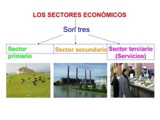 LOS SECTORES ECONÓMICOS Son tres Sector primario Sector secundario Sector terciario (Servicios) 