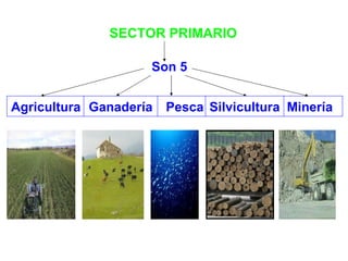 Minería Pesca Agricultura SECTOR PRIMARIO Son 5 Ganadería Silvicultura 