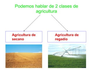 Podemos hablar de 2 clases de agricultura Agricultura de secano Agricultura de regadío 