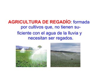 AGRICULTURA DE REGADÍO : formada por cultivos que, no tienen su- ficiente con el agua de la lluvia y necesitan ser regados. 