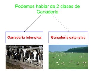 Podemos hablar de 2 clases de Ganadería Ganadería intensiva Ganadería extensiva 
