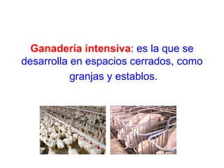Ganadería intensiva : es la que se desarrolla en espacios cerrados, como granjas y establos. 