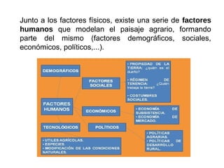 Junto a los factores físicos, existe una serie de factores
humanos que modelan el paisaje agrario, formando
parte del mismo (factores demográficos, sociales,
económicos, políticos,...).
 