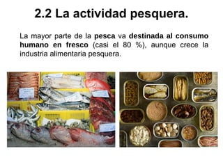 La mayor parte de la pesca va destinada al consumo
humano en fresco (casi el 80 %), aunque crece la
industria alimentaria pesquera.
2.2 La actividad pesquera.
 