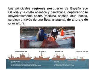 Las principales regiones pesqueras de España son
Galicia y la costa atlántica y cantábrica, capturándose
mayoritariamente peces (merluza, anchoa, atún, bonito,
sardina) a través de una flota artesanal, de altura y de
gran altura.
 
