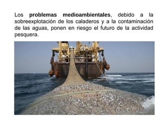 Los problemas medioambientales, debido a la
sobreexplotación de los caladeros y a la contaminación
de las aguas, ponen en riesgo el futuro de la actividad
pesquera.
 
