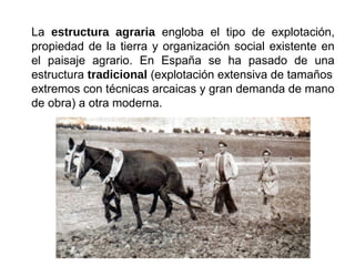 La estructura agraria engloba el tipo de explotación,
propiedad de la tierra y organización social existente en
el paisaje agrario. En España se ha pasado de una
estructura tradicional (explotación extensiva de tamaños
extremos con técnicas arcaicas y gran demanda de mano
de obra) a otra moderna.
 