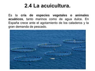 Es la cría de especies vegetales o animales
acuáticos, tanto marinos como de agua dulce. En
España crece ante el agotamiento de los caladeros y la
gran demanda de pescado.
2.4 La acuicultura.
 