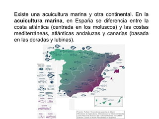 Existe una acuicultura marina y otra continental. En la
acuicultura marina, en España se diferencia entre la
costa atlántica (centrada en los moluscos) y las costas
mediterráneas, atlánticas andaluzas y canarias (basada
en las doradas y lubinas).
 