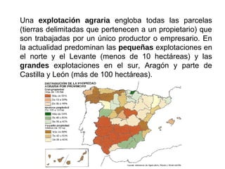 Una explotación agraria engloba todas las parcelas
(tierras delimitadas que pertenecen a un propietario) que
son trabajadas por un único productor o empresario. En
la actualidad predominan las pequeñas explotaciones en
el norte y el Levante (menos de 10 hectáreas) y las
grandes explotaciones en el sur, Aragón y parte de
Castilla y León (más de 100 hectáreas).
 