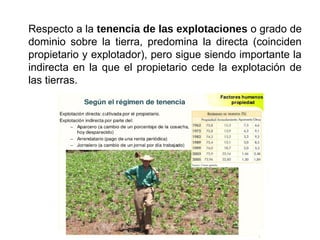 Respecto a la tenencia de las explotaciones o grado de
dominio sobre la tierra, predomina la directa (coinciden
propietario y explotador), pero sigue siendo importante la
indirecta en la que el propietario cede la explotación de
las tierras.
 