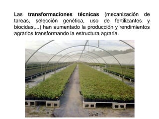 Las transformaciones técnicas (mecanización de
tareas, selección genética, uso de fertilizantes y
biocidas,...) han aumentado la producción y rendimientos
agrarios transformando la estructura agraria.
 