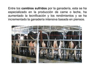 Entre los cambios sufridos por la ganadería, esta se ha
especializado en la producción de carne o leche, ha
aumentado la tecnificación y los rendimientos y se ha
incrementado la ganadería intensiva basada en piensos.
 