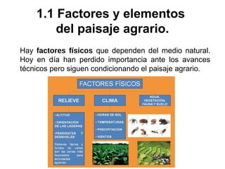 Hay factores físicos que dependen del medio natural.
Hoy en día han perdido importancia ante los avances
técnicos pero siguen condicionando el paisaje agrario.
1.1 Factores y elementos
del paisaje agrario.
 