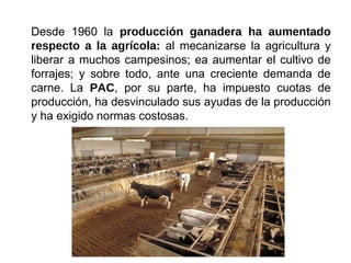 Desde 1960 la producción ganadera ha aumentado
respecto a la agrícola: al mecanizarse la agricultura y
liberar a muchos campesinos; ea aumentar el cultivo de
forrajes; y sobre todo, ante una creciente demanda de
carne. La PAC, por su parte, ha impuesto cuotas de
producción, ha desvinculado sus ayudas de la producción
y ha exigido normas costosas.
 
