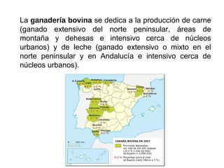La ganadería bovina se dedica a la producción de carne
(ganado extensivo del norte peninsular, áreas de
montaña y dehesas e intensivo cerca de núcleos
urbanos) y de leche (ganado extensivo o mixto en el
norte peninsular y en Andalucía e intensivo cerca de
núcleos urbanos).
 