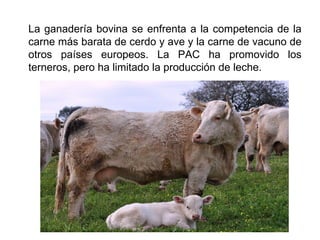 La ganadería bovina se enfrenta a la competencia de la
carne más barata de cerdo y ave y la carne de vacuno de
otros países europeos. La PAC ha promovido los
terneros, pero ha limitado la producción de leche.
 