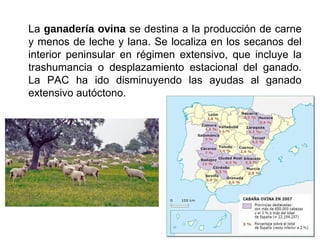 La ganadería ovina se destina a la producción de carne
y menos de leche y lana. Se localiza en los secanos del
interior peninsular en régimen extensivo, que incluye la
trashumancia o desplazamiento estacional del ganado.
La PAC ha ido disminuyendo las ayudas al ganado
extensivo autóctono.
 