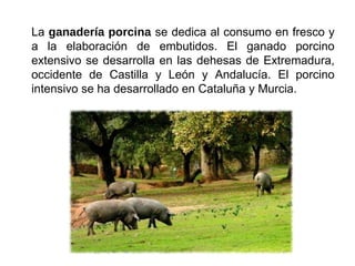 La ganadería porcina se dedica al consumo en fresco y
a la elaboración de embutidos. El ganado porcino
extensivo se desarrolla en las dehesas de Extremadura,
occidente de Castilla y León y Andalucía. El porcino
intensivo se ha desarrollado en Cataluña y Murcia.
 