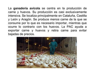 La ganadería avícola se centra en la producción de
carne y huevos. Su producción es casi exclusivamente
intensiva. Se localiza principalmente en Cataluña, Castilla
y León y Aragón. Se produce menos carne de la que se
consume por lo que es necesario importar, mientras que
ocurre lo contrario con los huevos. La PAC ayuda a
exportar carne y huevos y retira carne para evitar
bajadas de precios.
 