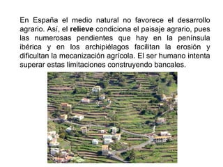 En España el medio natural no favorece el desarrollo
agrario. Así, el relieve condiciona el paisaje agrario, pues
las numerosas pendientes que hay en la península
ibérica y en los archipiélagos facilitan la erosión y
dificultan la mecanización agrícola. El ser humano intenta
superar estas limitaciones construyendo bancales.
 