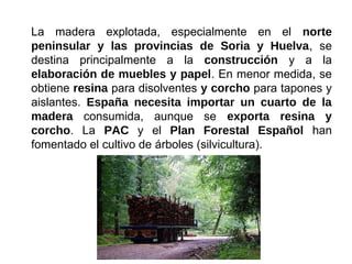 La madera explotada, especialmente en el norte
peninsular y las provincias de Soria y Huelva, se
destina principalmente a la construcción y a la
elaboración de muebles y papel. En menor medida, se
obtiene resina para disolventes y corcho para tapones y
aislantes. España necesita importar un cuarto de la
madera consumida, aunque se exporta resina y
corcho. La PAC y el Plan Forestal Español han
fomentado el cultivo de árboles (silvicultura).
 
